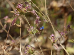Strobilanthes pavala