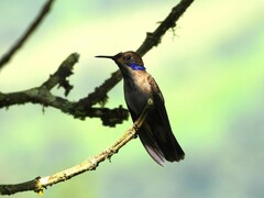 Colibri delphinae