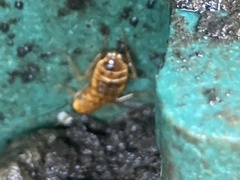 Shelfordella lateralis