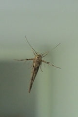 Stathmopoda plumbiflua