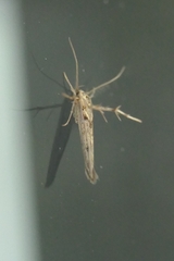 Stathmopoda plumbiflua