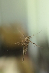 Stathmopoda plumbiflua