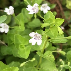 Clinopodium brownei