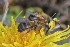 Osmia taurus