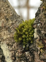 Ulota