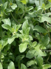 Acanthospermum hispidum