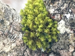 Ulota