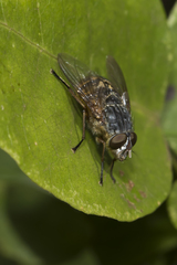 Calliphora albifrontalis