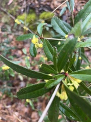 Berberis julianae