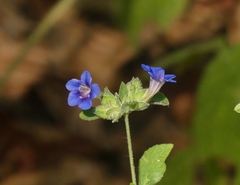 Strobilanthes pavala