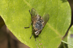 Calliphora albifrontalis