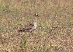 Numenius minutus