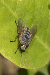 Calliphora albifrontalis