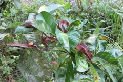 Siphlophis compressus