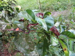 Siphlophis compressus