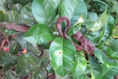 Siphlophis compressus