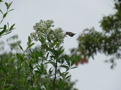 Calliphlox amethystina