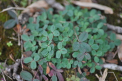 Trifolium repens