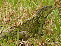 Iguana iguana