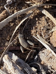 Gryllus veletis