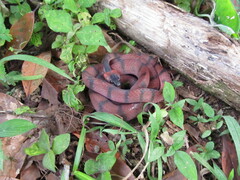 Siphlophis compressus