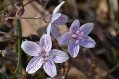 Claytonia virginica