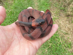Siphlophis compressus