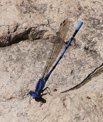 Argia funebris