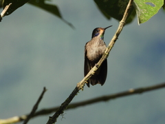 Colibri delphinae