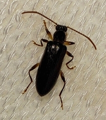 Statira