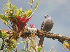 Lipaugus vociferans