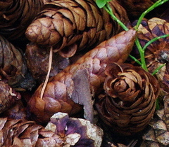 Picea × fennica