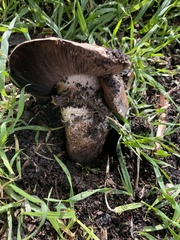 Agaricus lilaceps