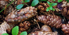 Picea × fennica