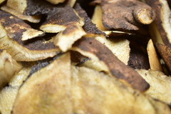 Smallanthus sonchifolius