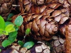 Picea × fennica