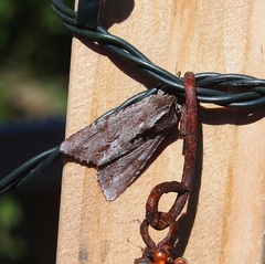Ichneutica ustistriga
