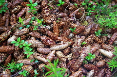 Picea × fennica