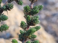 Camphorosma monspeliaca