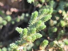 Camphorosma monspeliaca