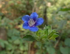 Strobilanthes pavala