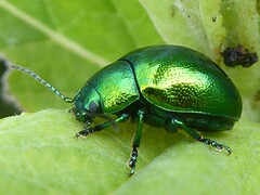 Chrysolina herbacea