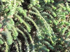 Camphorosma monspeliaca