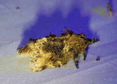 Euglyphis submarginalis