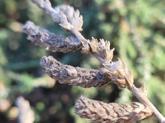 Camphorosma monspeliaca