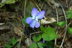 Viola riviniana
