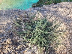 Camphorosma monspeliaca