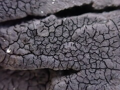 Hydropunctaria maura