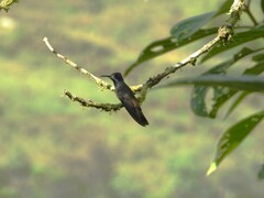 Colibri delphinae
