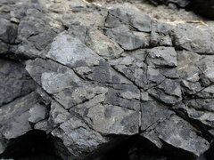 Hydropunctaria maura